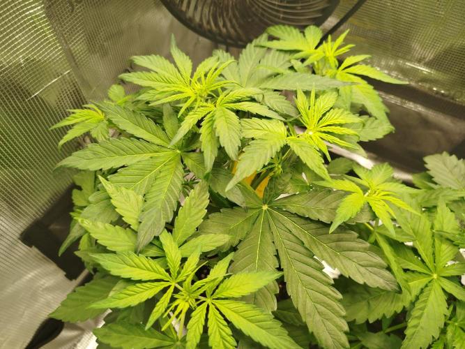 Sweet Skunk Auto. Week 3