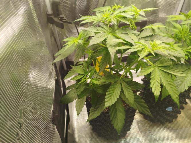 Sweet Skunk Automatic. Week 3
