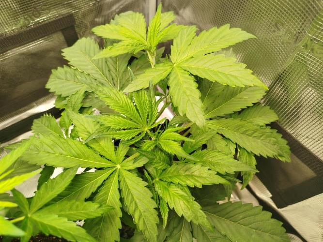 Mini Toffee Pudding Auto. Week 4