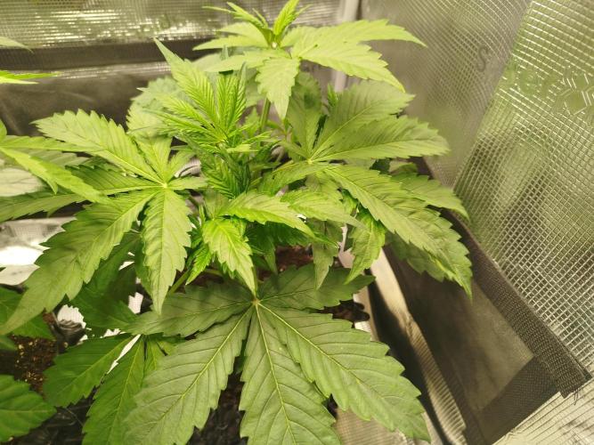 Mini Toffee Pudding Auto. Week 4