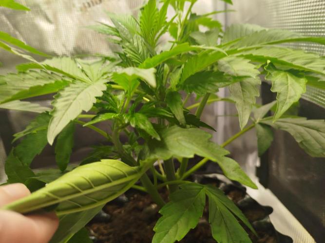 Toffee Pudding Auto. Week 4