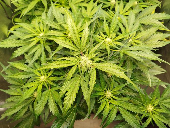 Royal Critical Auto DWC My fav. Week 6