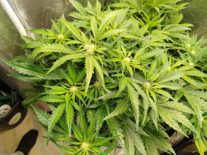Royal Critical Auto DWC My fav. Week 6