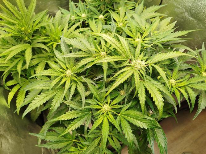 Royal Critical Auto DWC My fav. Week 6