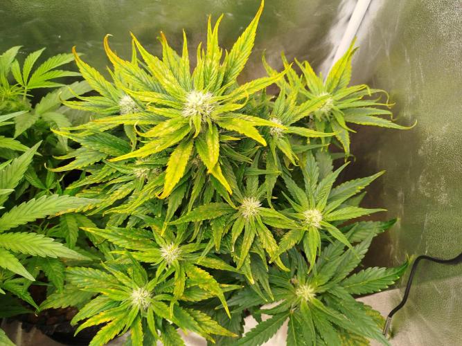 Papaya Cookies Auto. Week 6