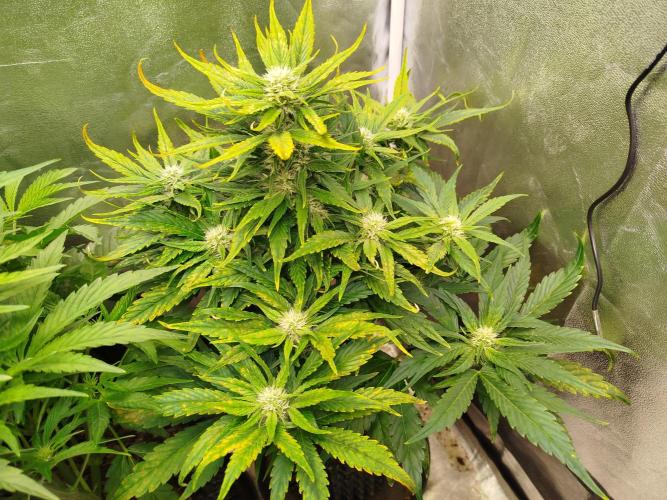 Papaya Cookies Auto. Week 6