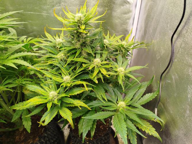 Papaya Cookies Auto. Week 6