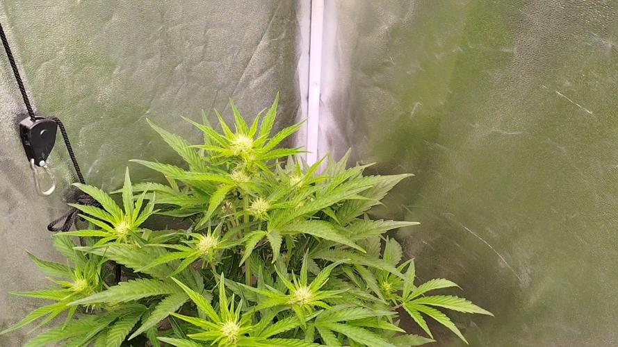 Wedding Cake Auto - Seedsman