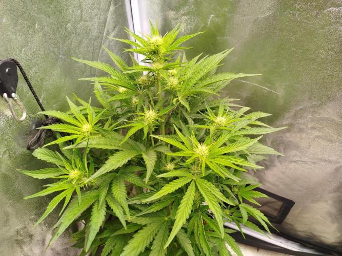 Wedding Cake Auto - Seedsman. Week 5