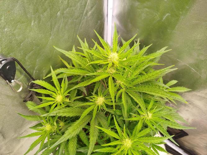 Wedding Cake Auto - Seedsman. Week 5