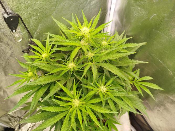 Wedding Cake Auto - Seedsman. Week 5
