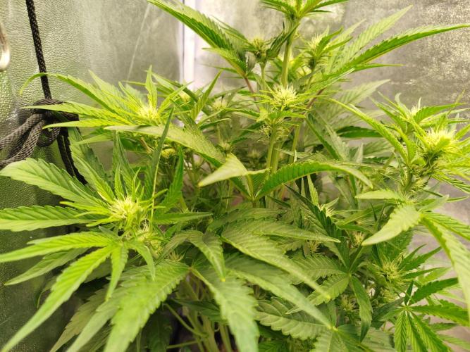 Wedding Cake Auto - Seedsman. Week 5