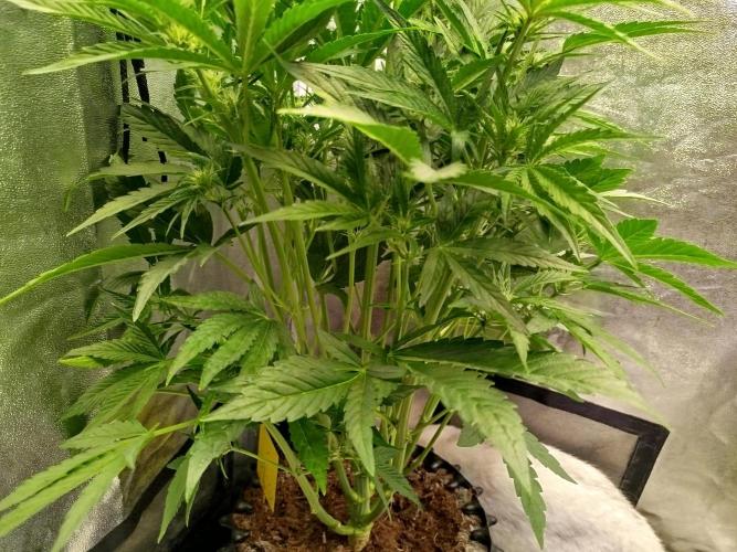 Wedding Cake Auto - Seedsman. Week 5