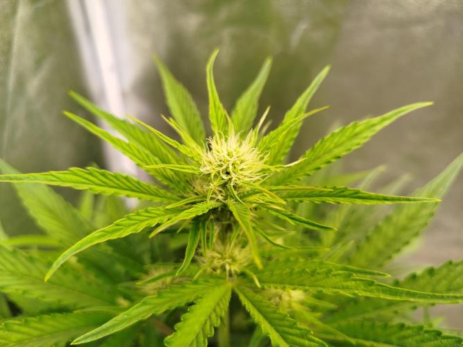 Wedding Cake Auto. Week 5