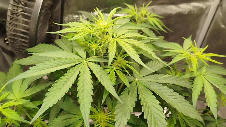 Sweet Skunk Auto