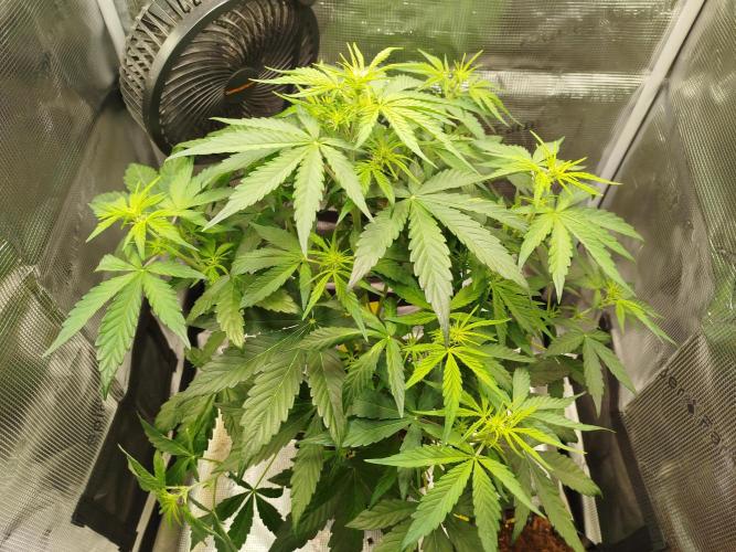 Sweet Skunk Auto. Week 4