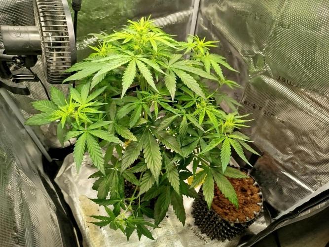 Sweet Skunk Auto. Week 4