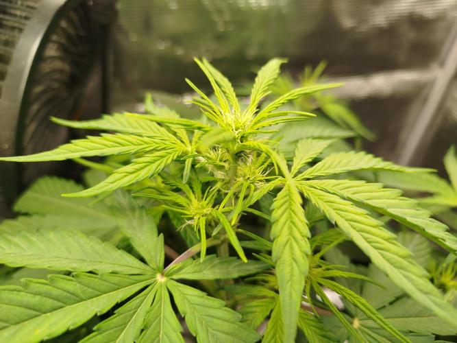 Sweet Skunk Auto. Week 4