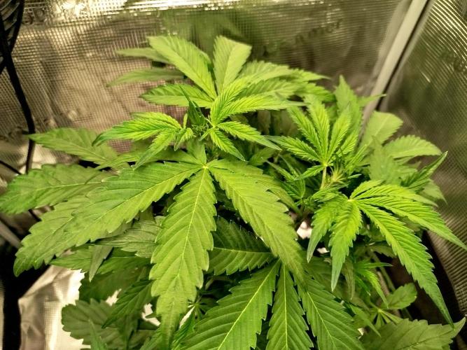 Mini Toffee Pudding Auto. Week 5