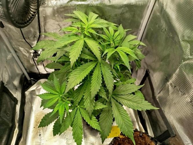 Mini Toffee Pudding Auto. Week 5