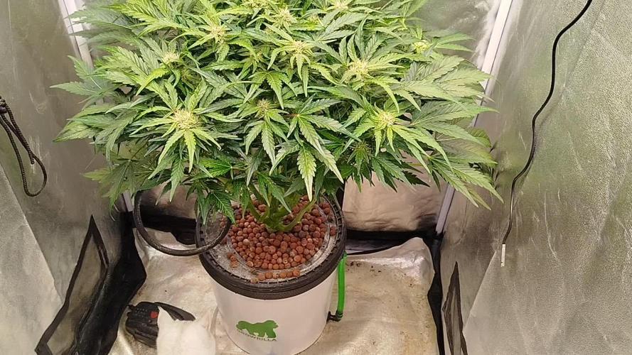 Royal Critical Auto DWC My fav