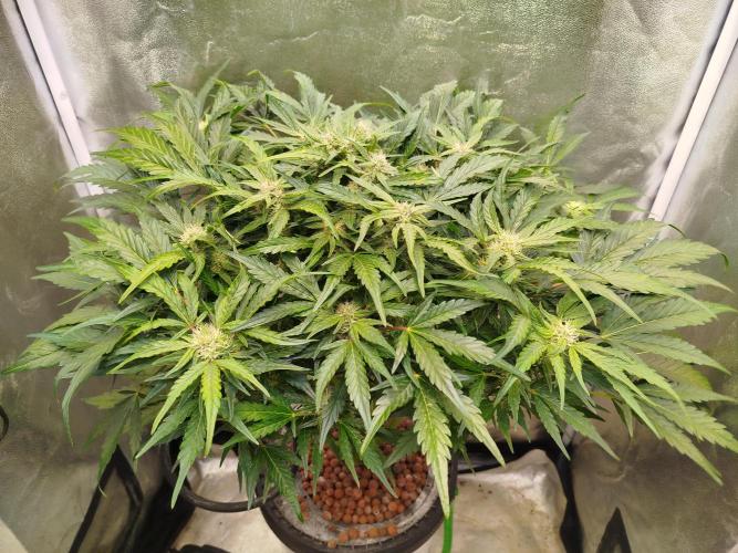 Royal Critical Auto DWC My fav. Week 7