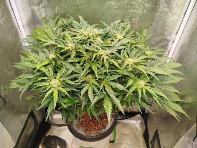 Royal Critical Auto DWC My fav. Week 7