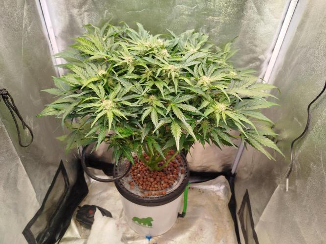 Royal Critical Auto DWC My fav. Week 7