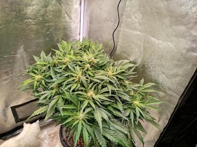 Royal Critical Auto DWC My fav. Week 7