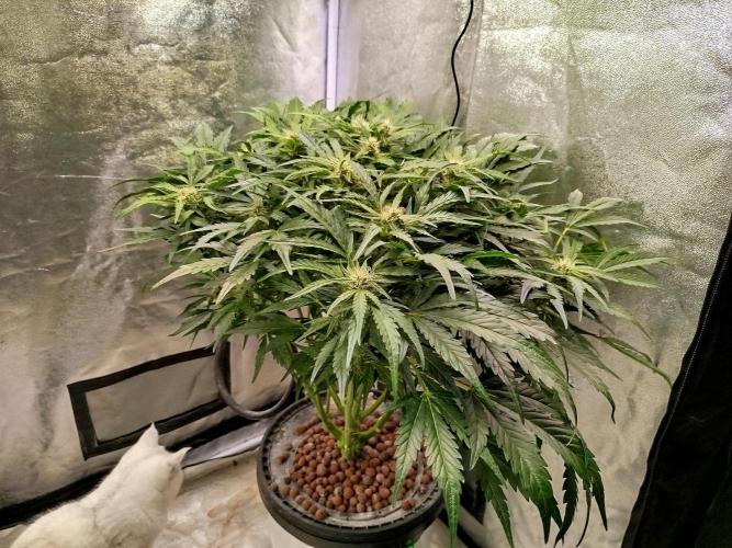 Royal Critical Auto DWC My fav. Week 7