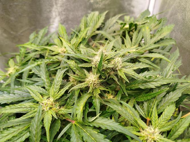 Royal Critical Auto DWC My fav. Week 7