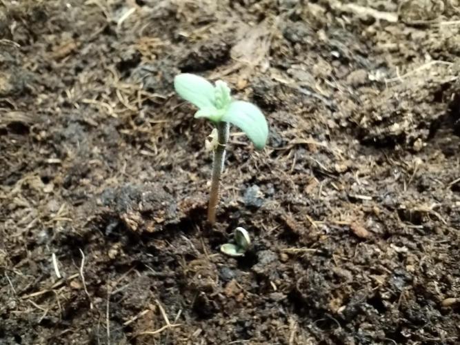 Z-Up Auto -  Ex-Bloombastic Contest 26. Week 0