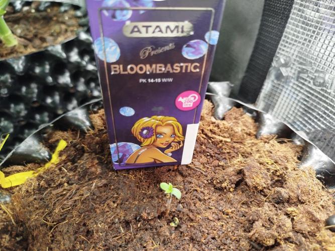 Z-Up Auto -  Ex-Bloombastic Contest 26. Week 0