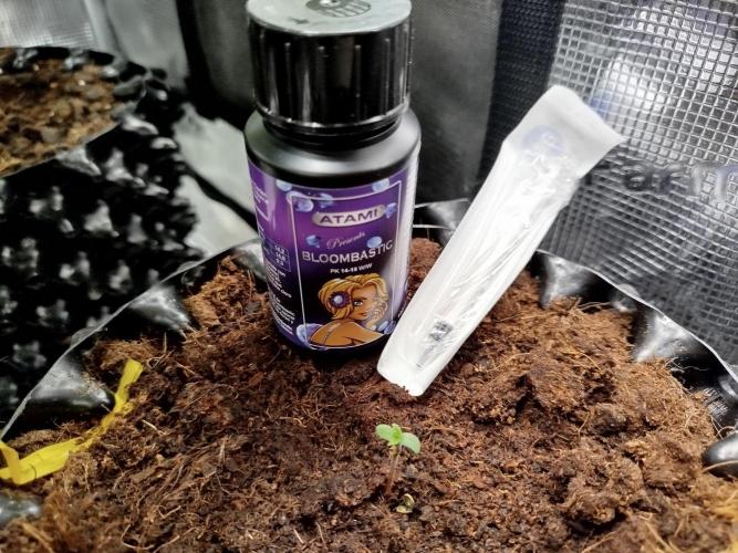 Z-Up Auto -  Ex-Bloombastic Contest 26. Week 0