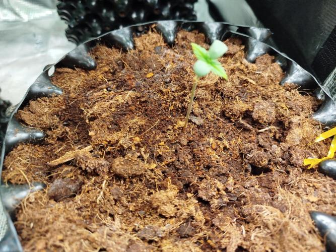 Z-Up Auto -  Ex-Bloombastic Contest 26. Week 0