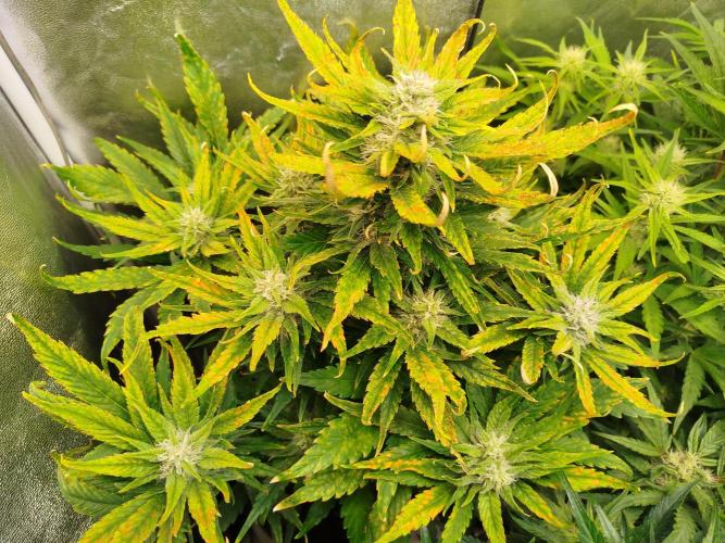 Papaya Cookies Auto. Week 7