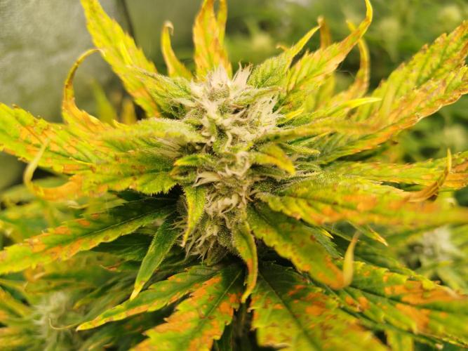 Papaya Cookies Auto. Week 7