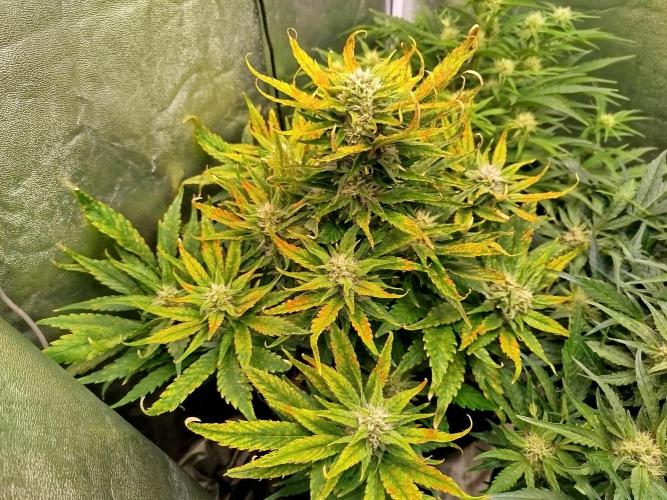 Papaya Cookies Auto. Week 7
