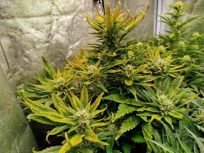 Papaya Cookies Auto. Week 7