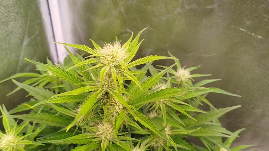 Wedding Cake Auto - Seedsman