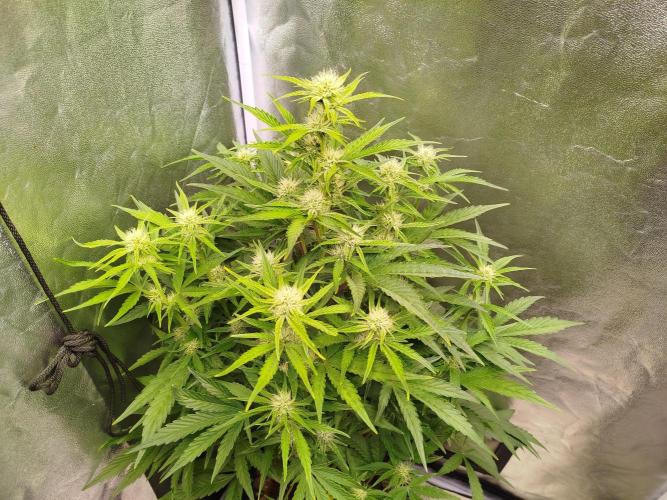 Wedding Cake Auto - Seedsman. Week 6