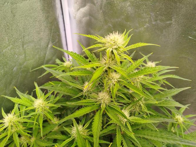 Wedding Cake Auto - Seedsman. Week 6