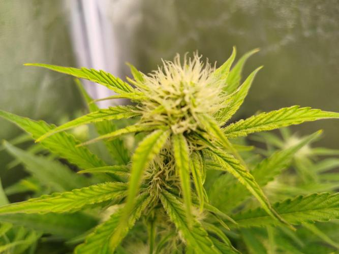 Wedding Cake Auto - Seedsman. Week 6