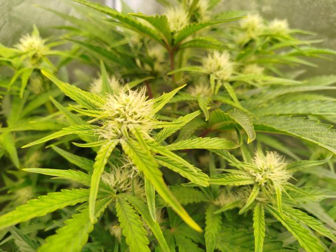 Wedding Cake Auto. Week 6