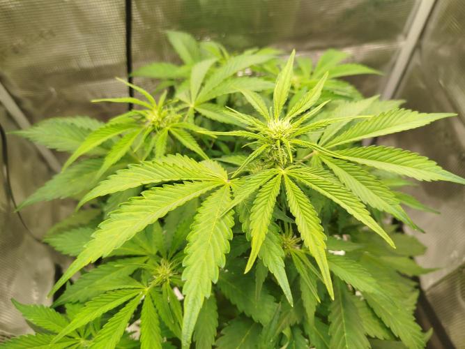 Mini Toffee Pudding Auto. Week 6
