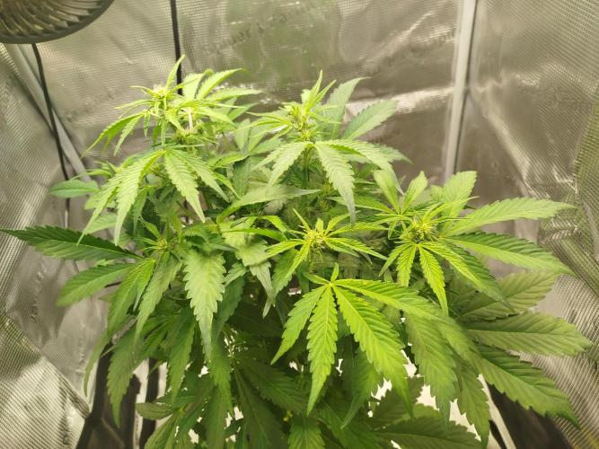 Toffee Pudding Auto. Week 6