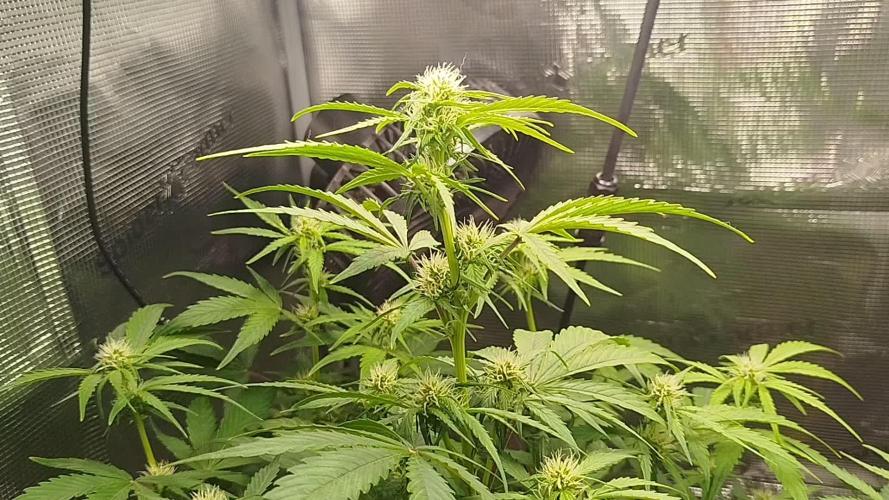 Sweet Skunk Auto