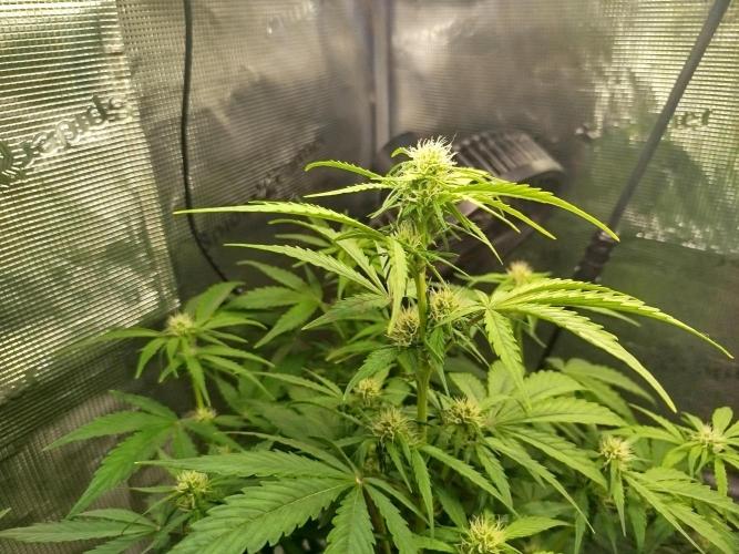 Sweet Skunk Auto. Week 5