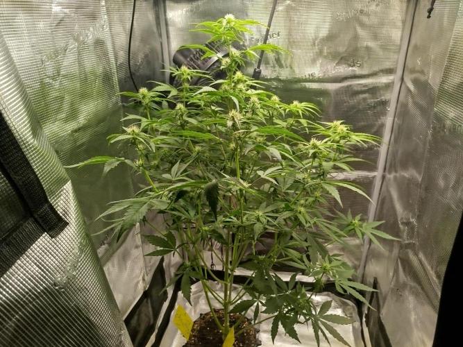 Sweet Skunk Auto. Week 5