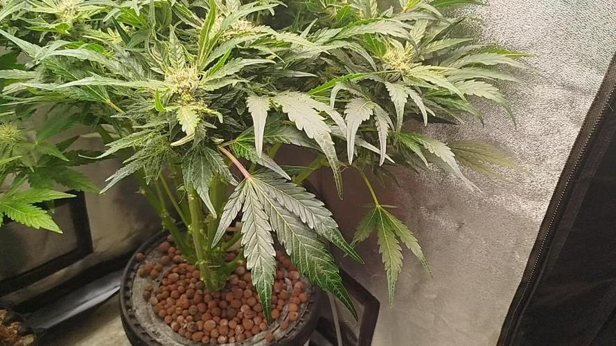 Royal Critical Auto DWC My fav